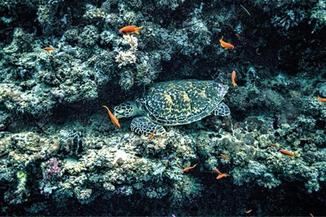 Unwind Dhigurah Ξενοδοχείο Dhigurah  Εξωτερικό φωτογραφία