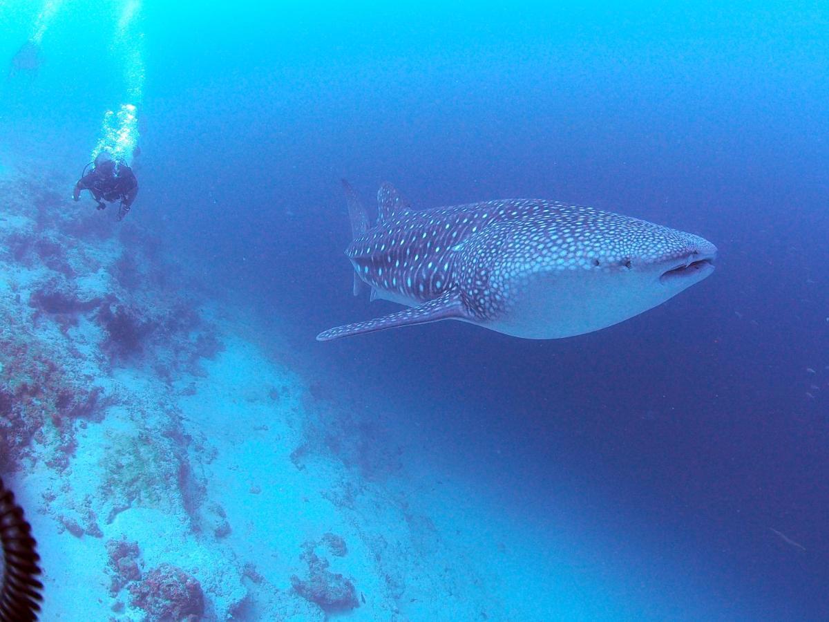 Unwind Dhigurah Ξενοδοχείο Dhigurah  Εξωτερικό φωτογραφία